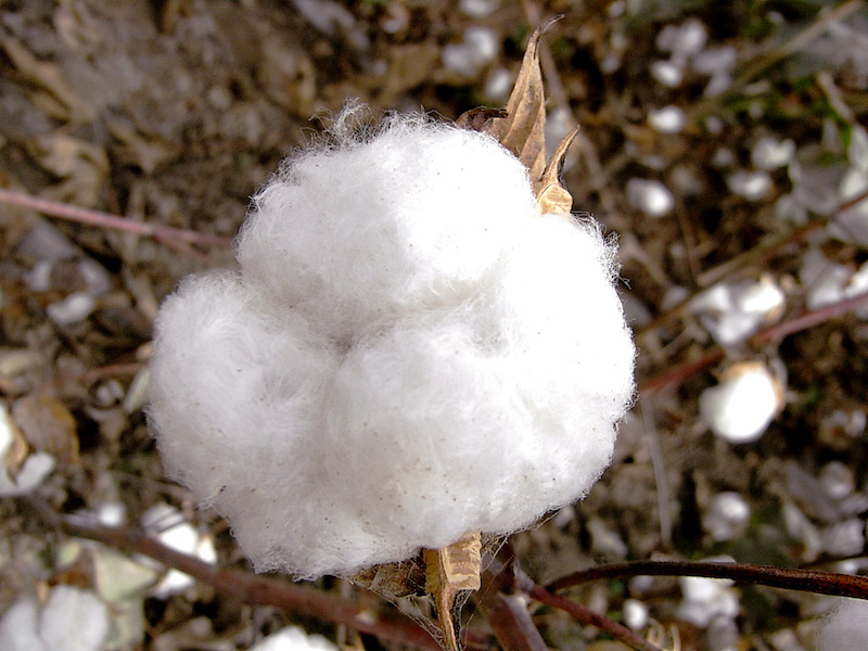 Sequencing the new future of cotton